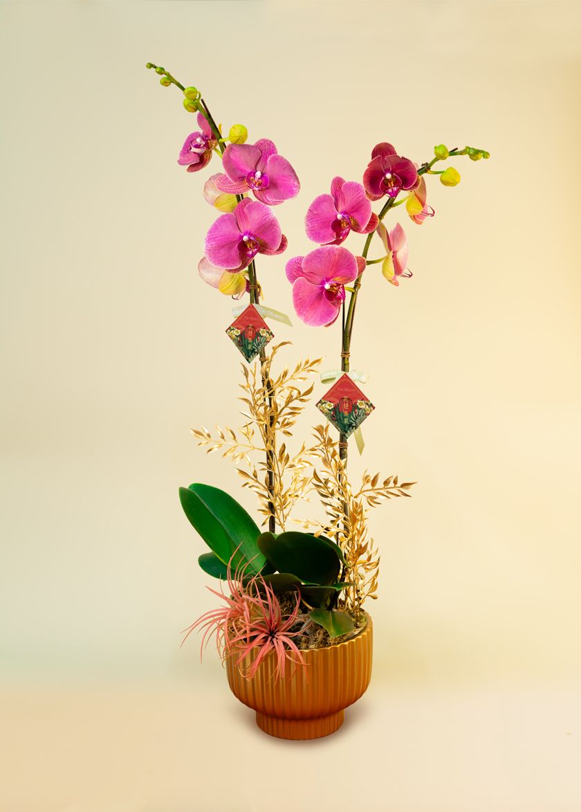 Selection of Orchids (Two Stem) (L size)