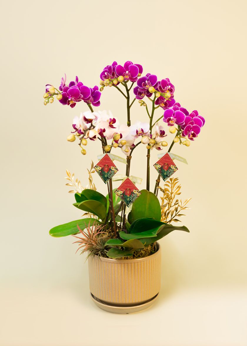 Selection of Orchids (S size) (Two Stem)