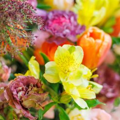 Alternative view of Queen’s Lace